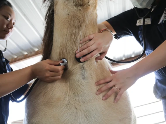 students caring for horse