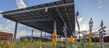 a solar panel array standing above a plot of flowers