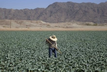 Heat and toxic exposures could harm kidneys in agricultural workers