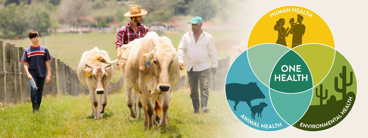  Three generations of cattle farmers walking together, with One Health graphic on top