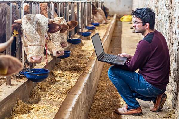 Student working with cows