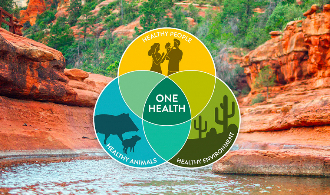 College Leads in ‘One Health’ Research to Investigate the Health Connections Between Humans, Animals, and the Environment
