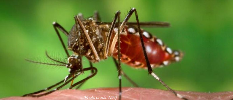 Aedes Aegypti mosquito. Photo: CDC/James Gathany