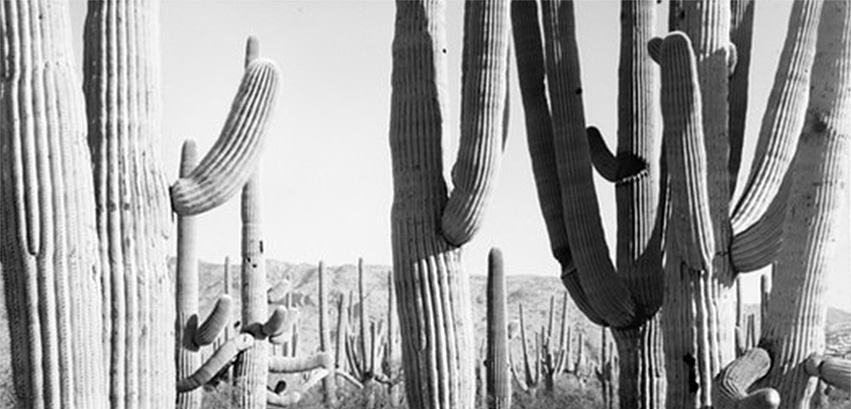 Photo of cactus
