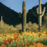 Saguaros and wild flowers