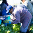Farmworker in lettuce field